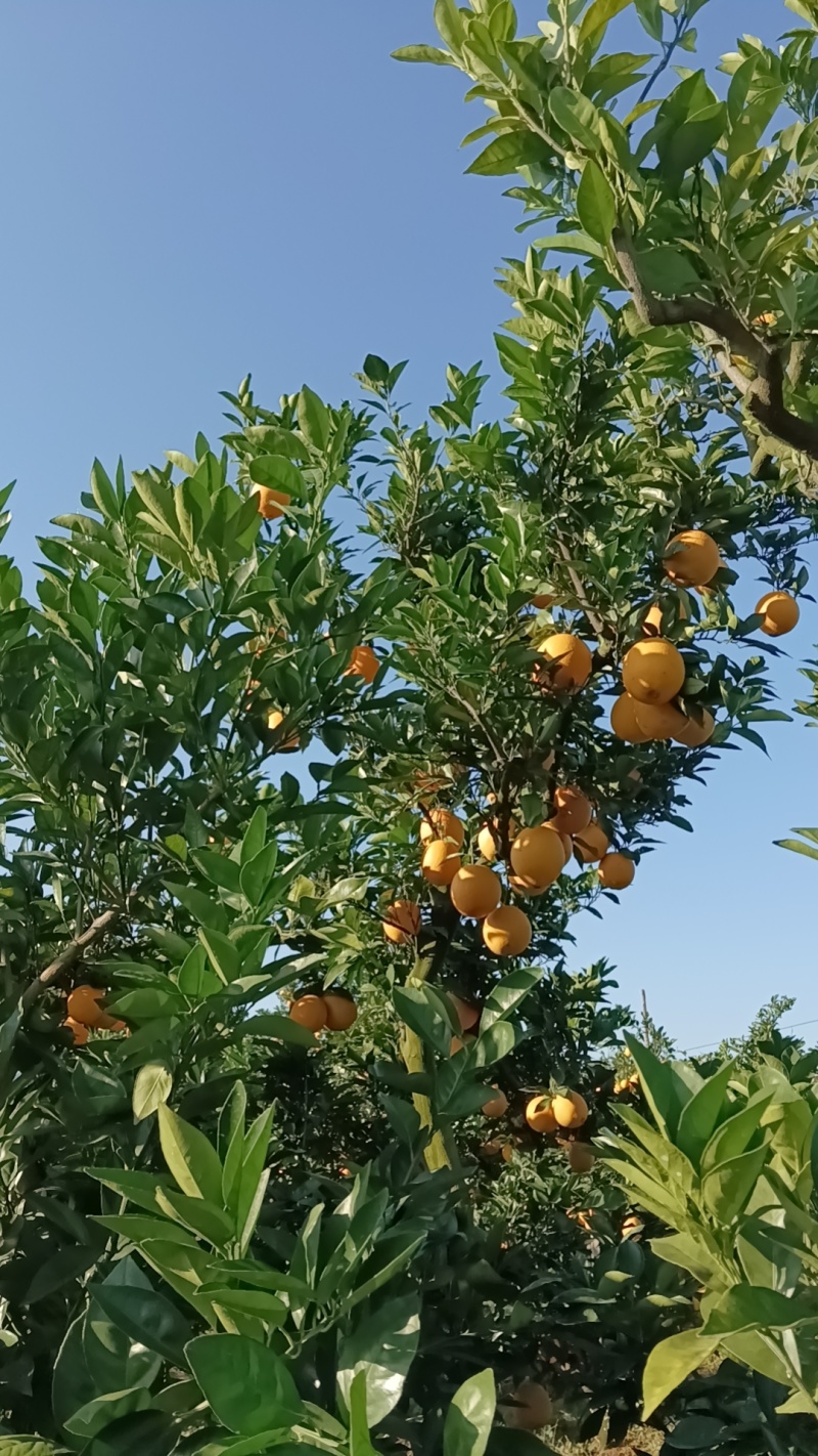 赣南脐橙