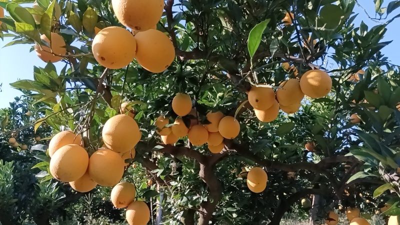 赣南脐橙