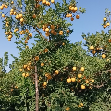 赣南脐橙
