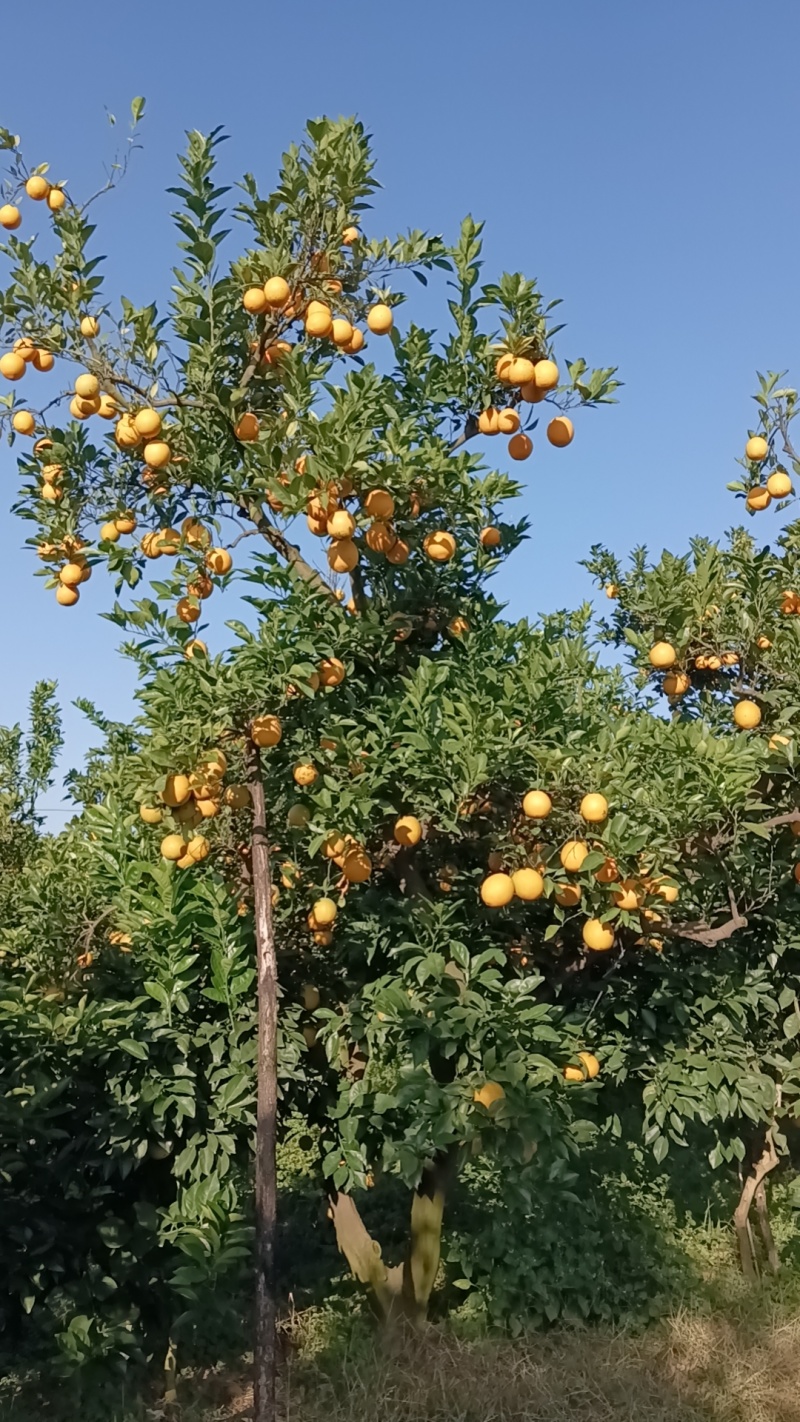 赣南脐橙