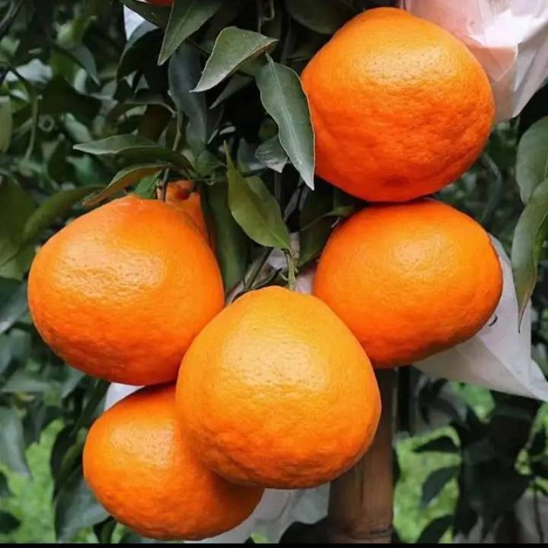 资阳蜜橘