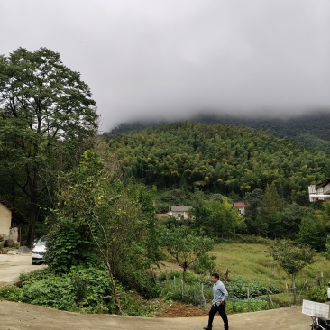 香椿树
