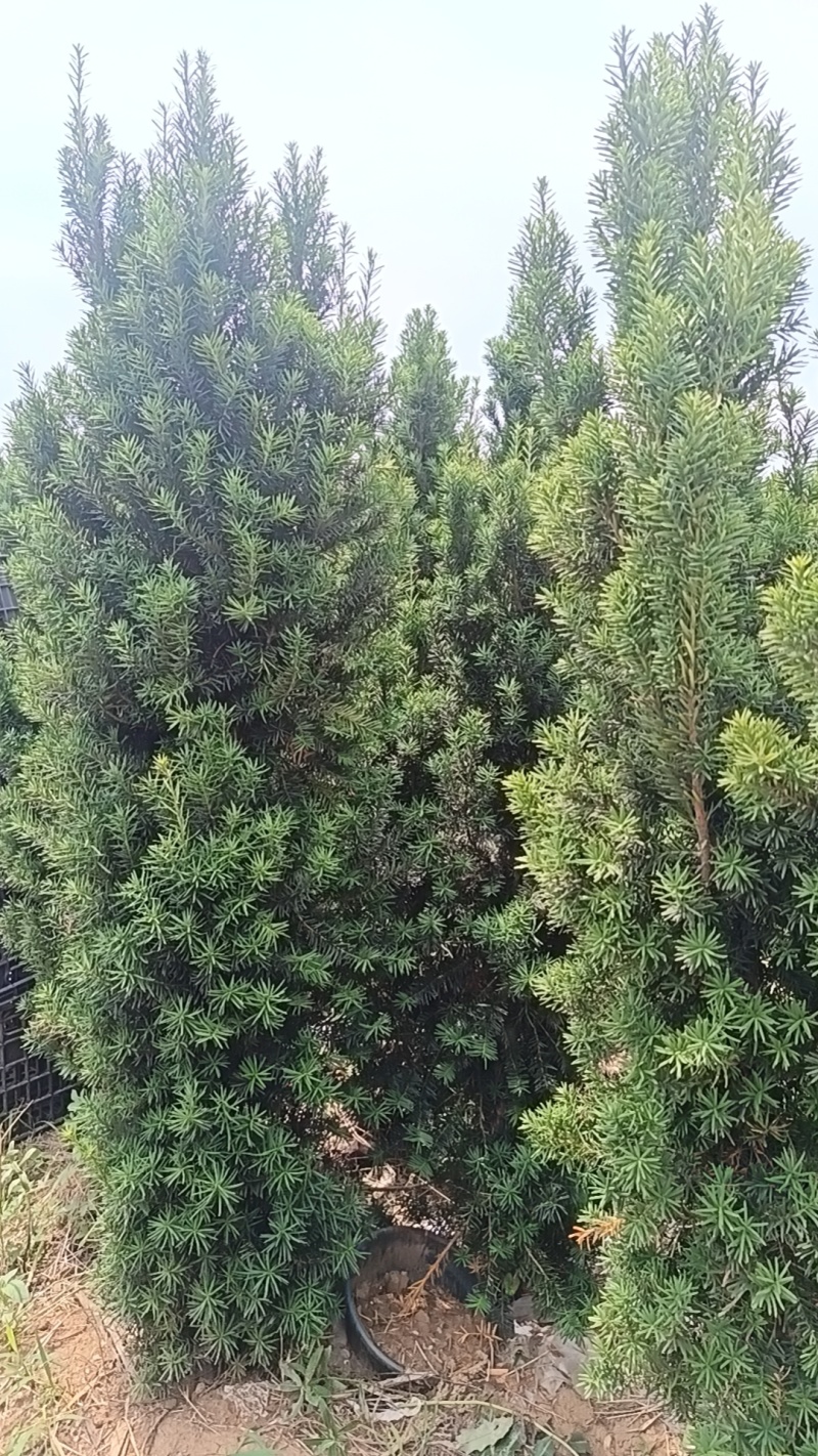 曼地亚红豆杉