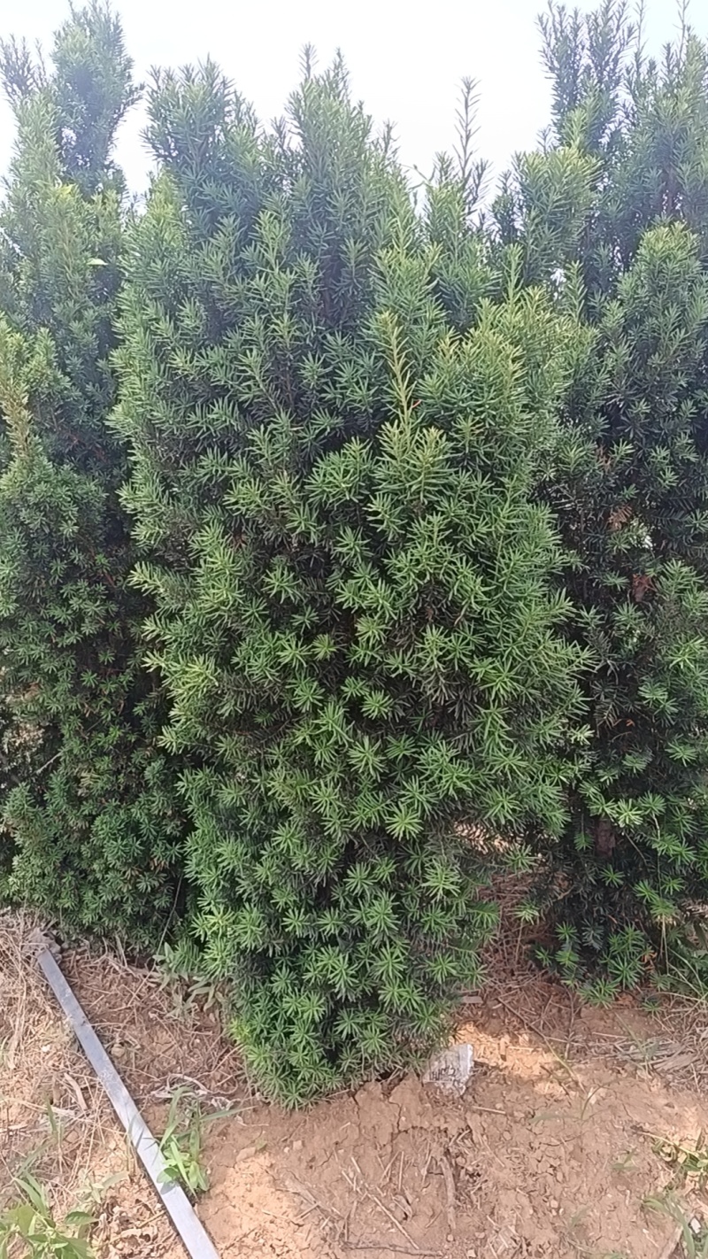 曼地亚红豆杉