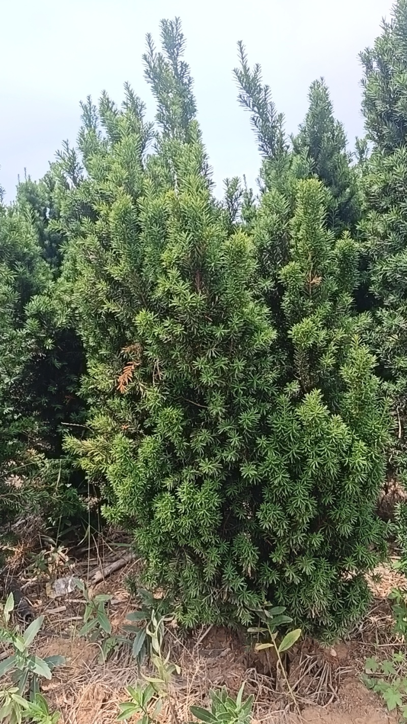 曼地亚红豆杉