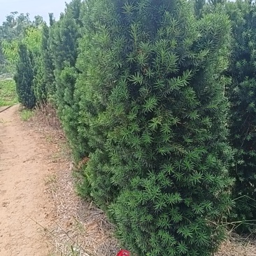 曼地亚红豆杉