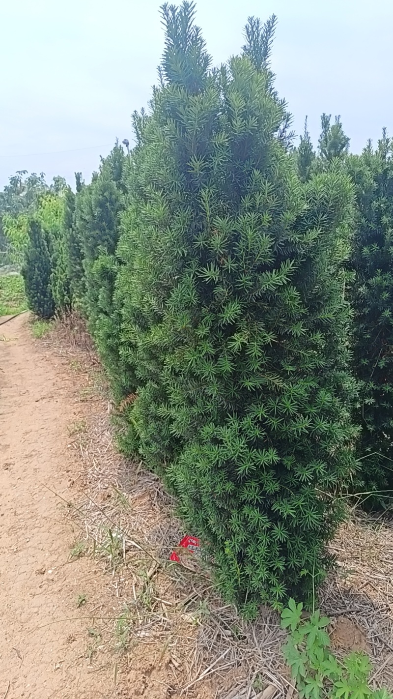 曼地亚红豆杉