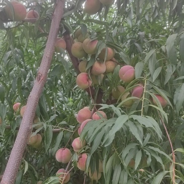 山东青州蜜桃