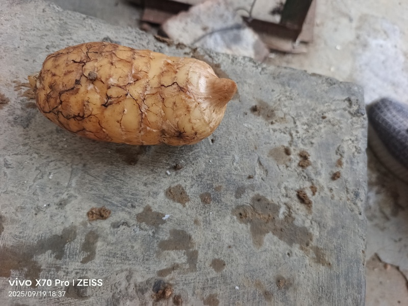 本地小草坝乌天麻量大的来走批发路线