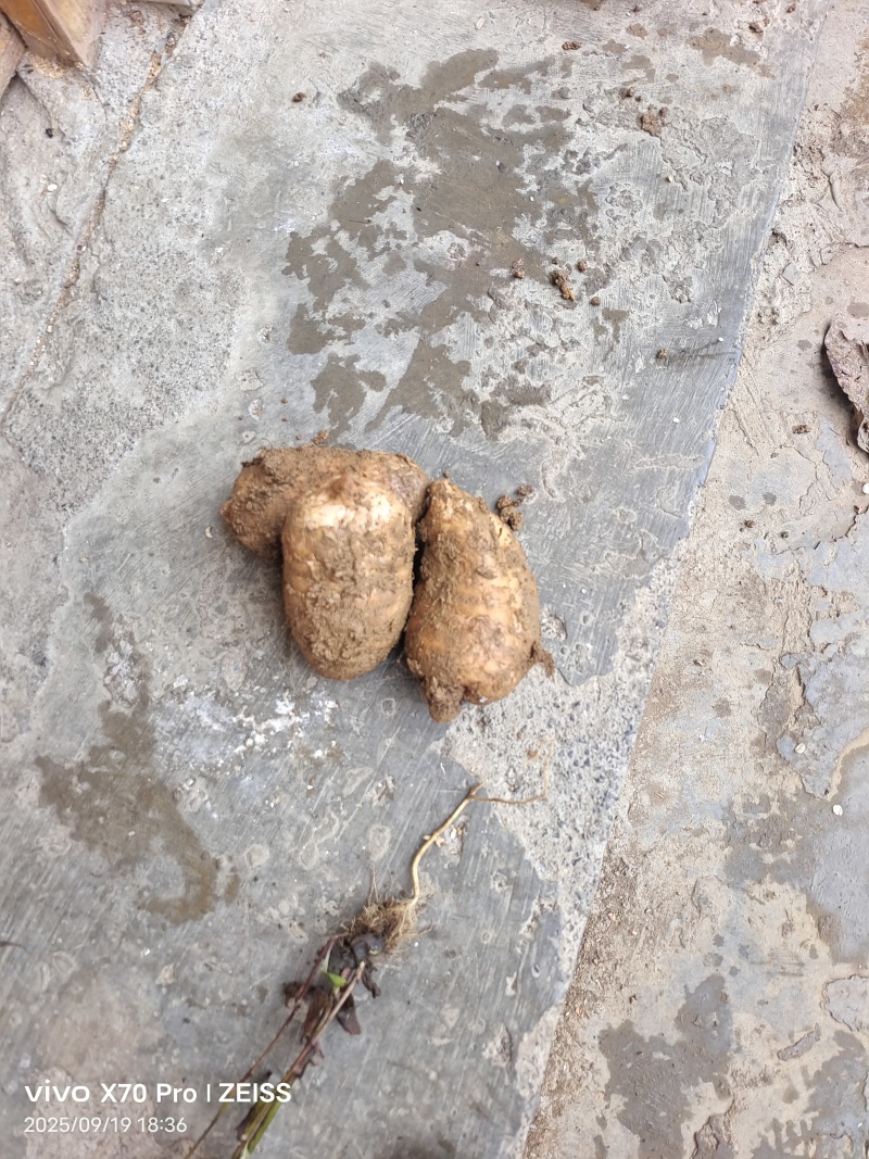 本地小草坝乌天麻量大的来走批发路线