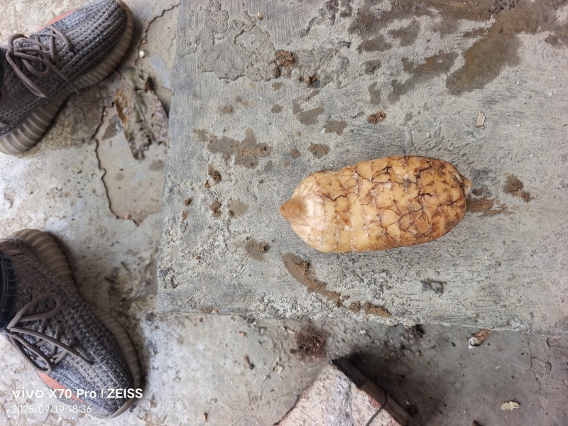 本地小草坝乌天麻量大的来走批发路线