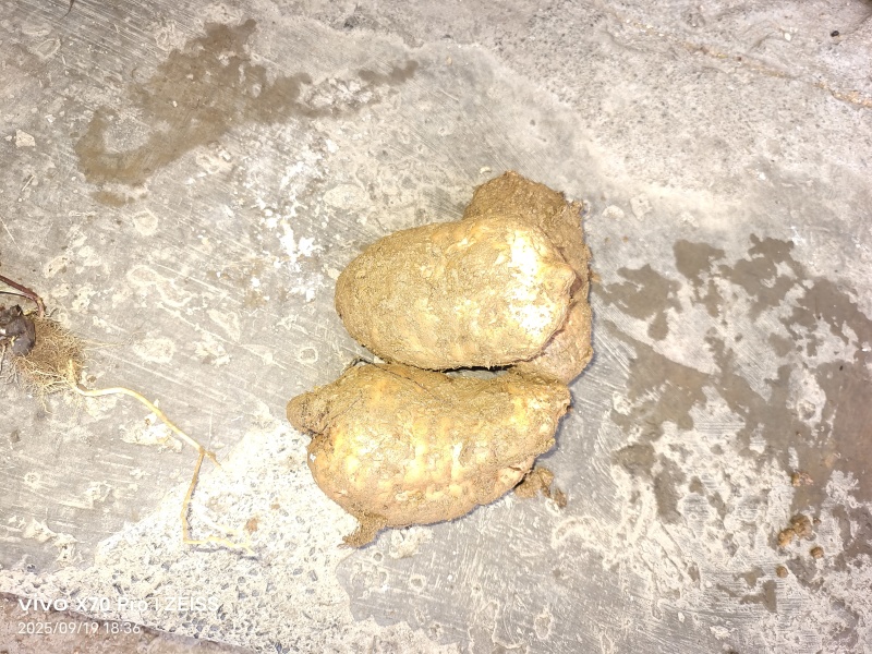 本地小草坝乌天麻量大的来走批发路线