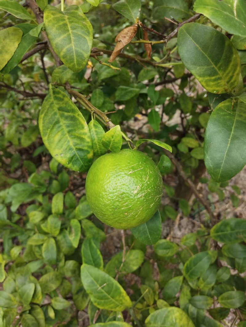 土柠檬