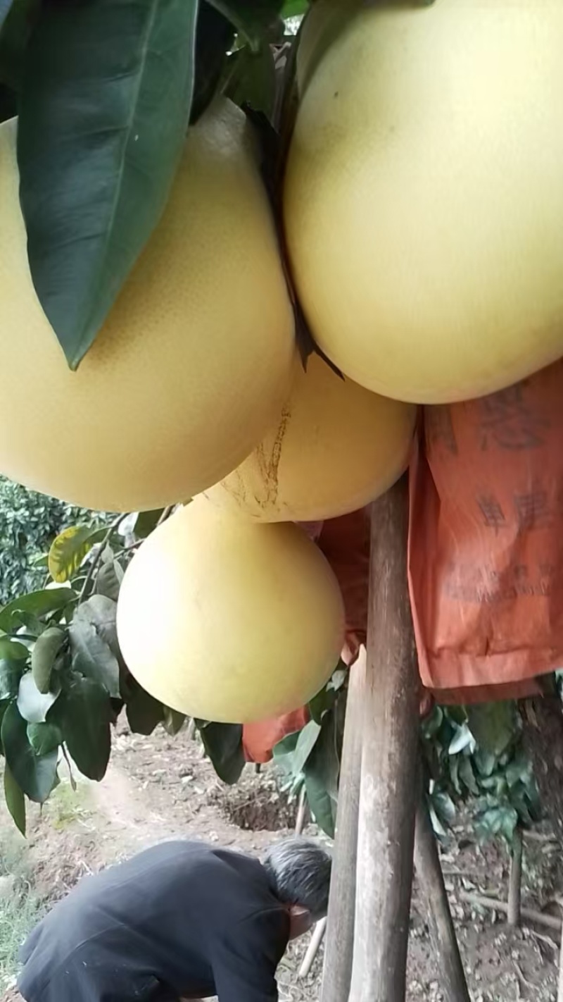 正宗原生态的果园红芯柚和白芯柚