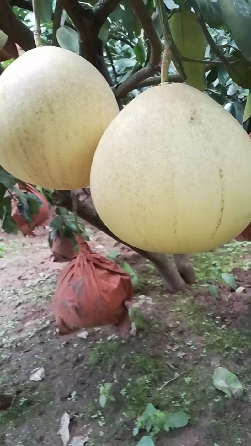 正宗原生态的果园红芯柚和白芯柚