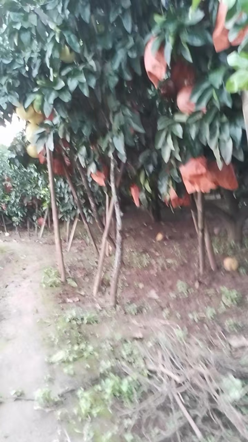 正宗原生态的果园红芯柚和白芯柚