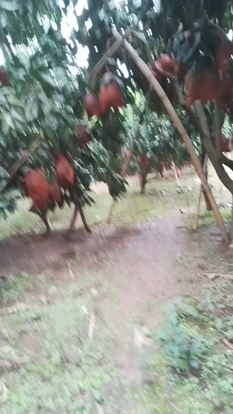 正宗原生态的果园红芯柚和白芯柚