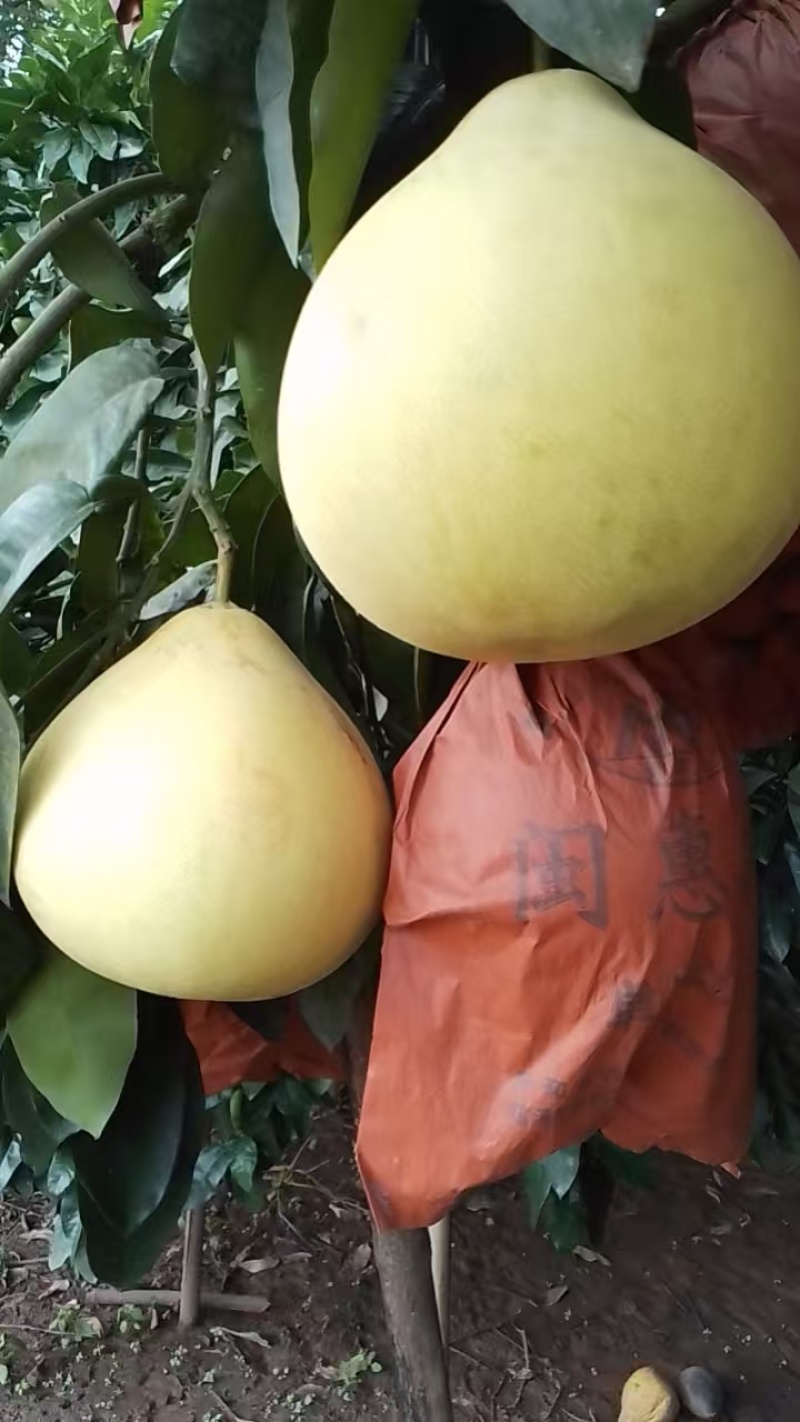 正宗原生态的果园红芯柚和白芯柚