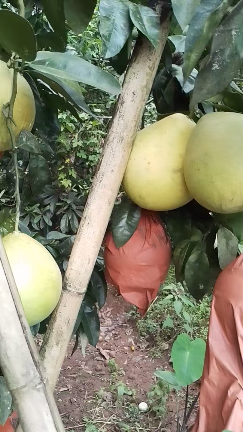 正宗原生态的果园红芯柚和白芯柚