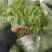 头茬豌豆尖