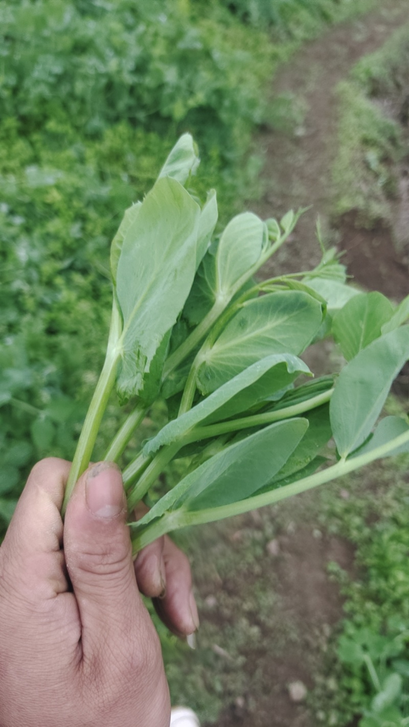 头茬豌豆尖