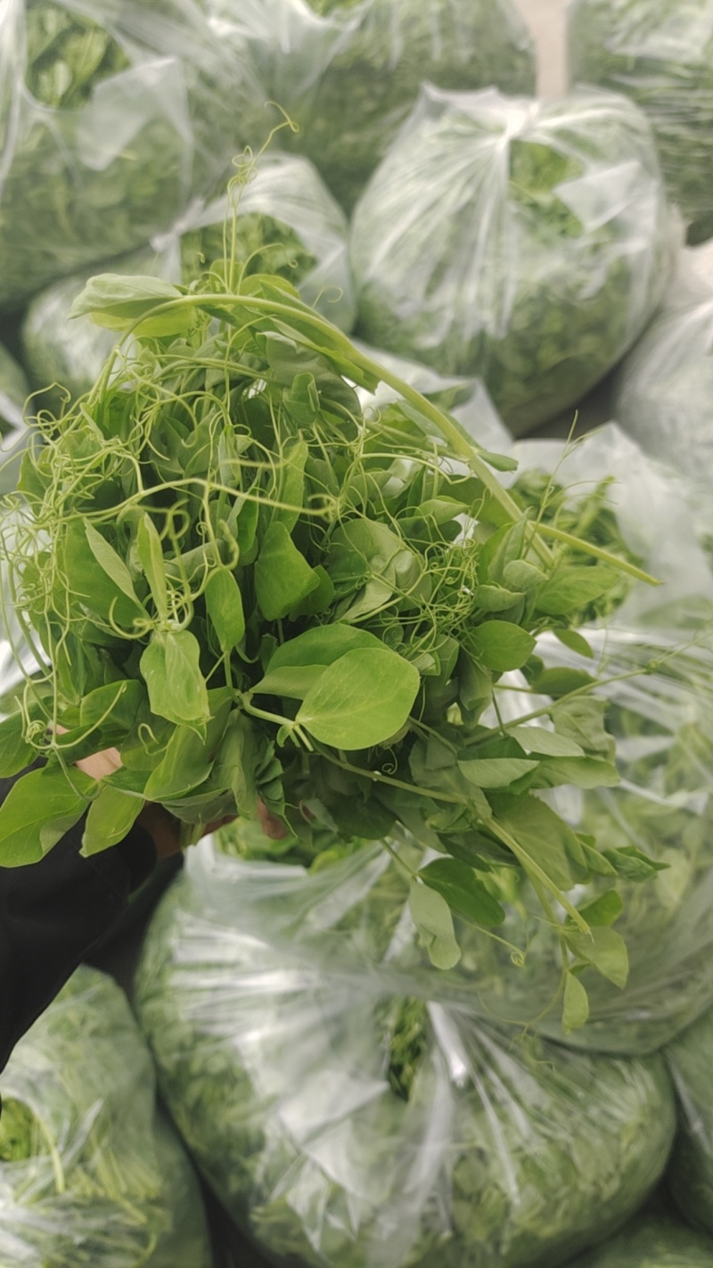 头茬豌豆尖