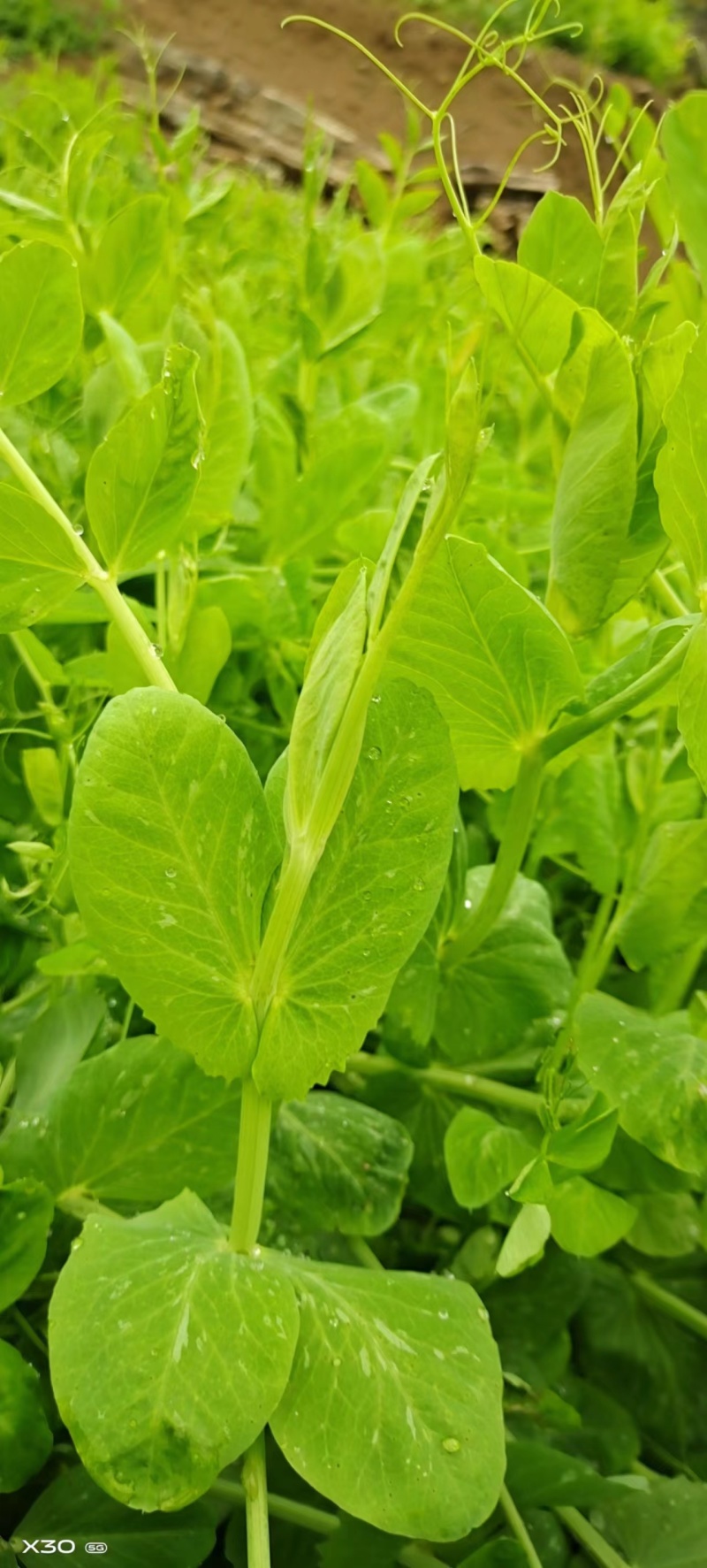 头茬豌豆尖