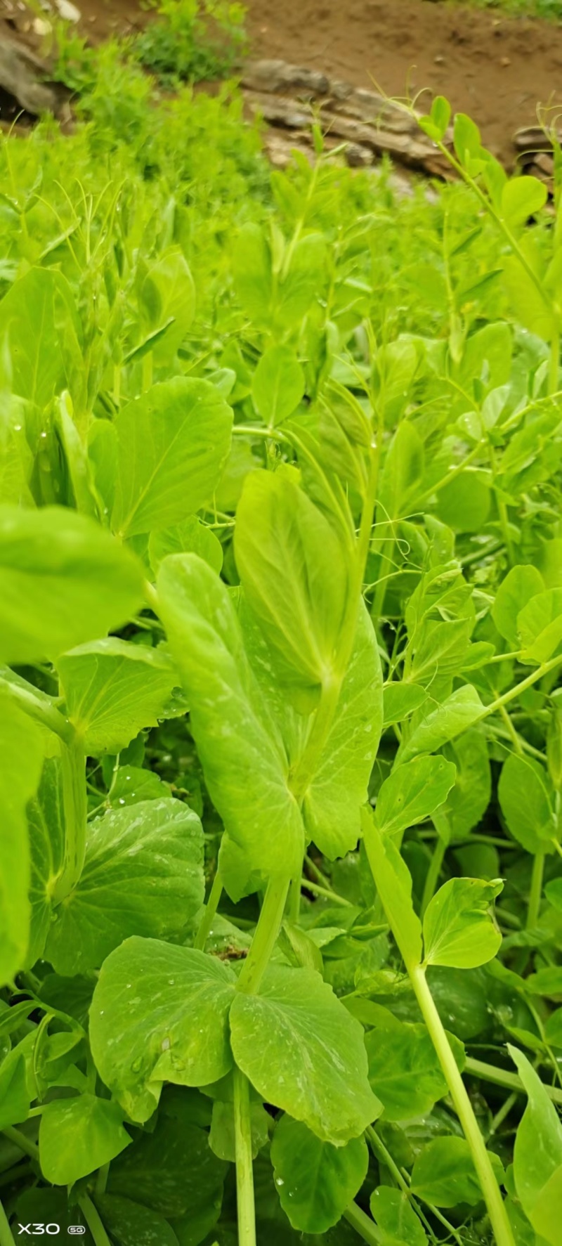 头茬豌豆尖
