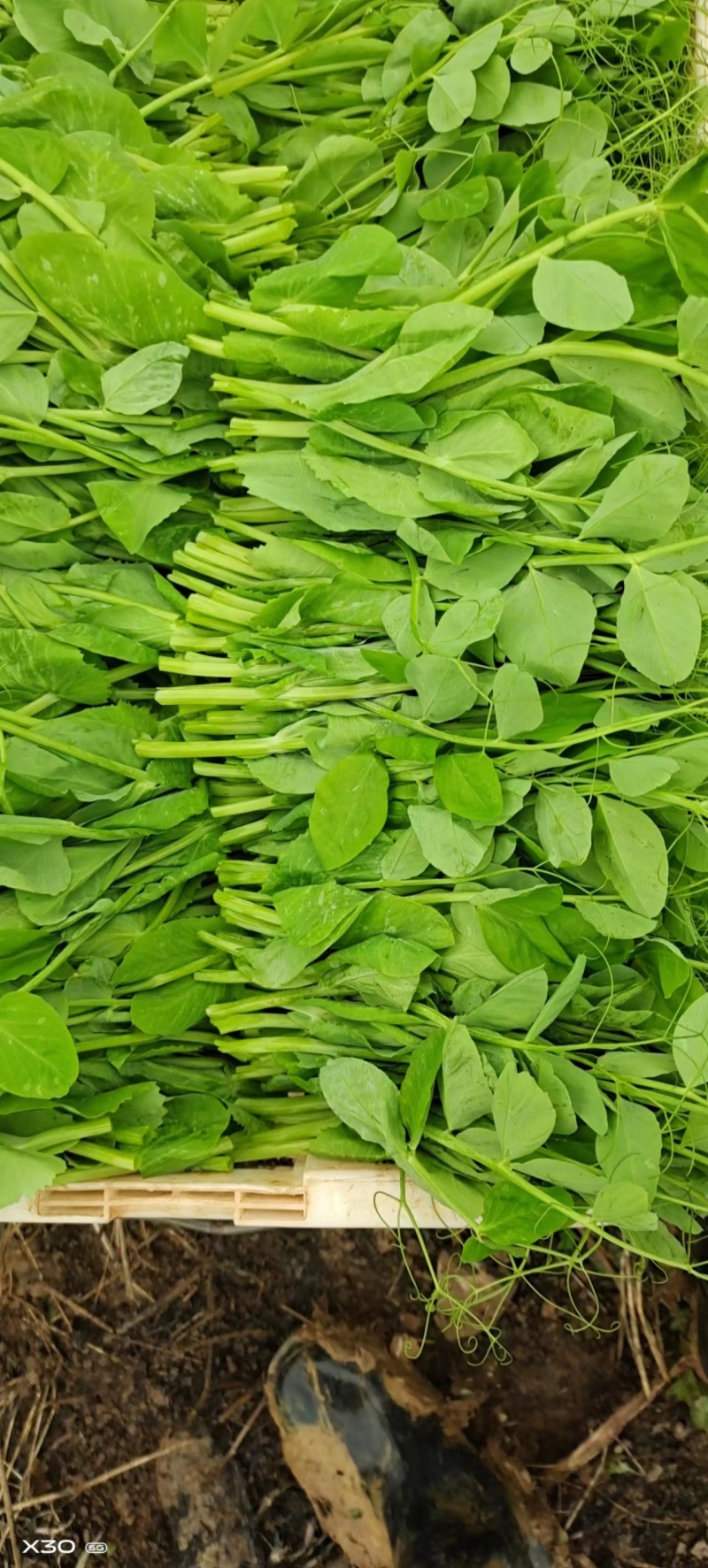 头茬豌豆尖