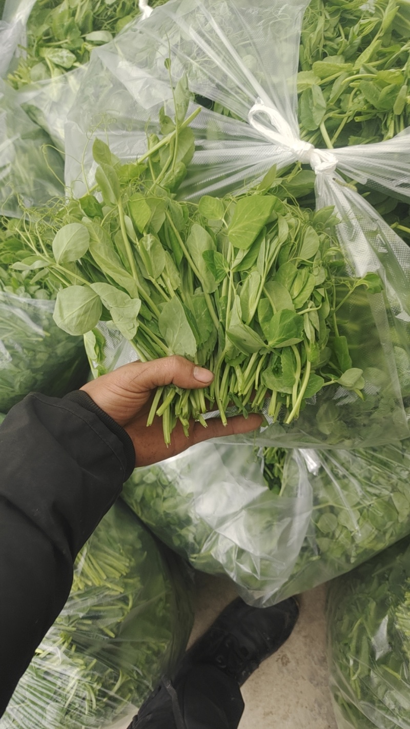 头茬豌豆尖
