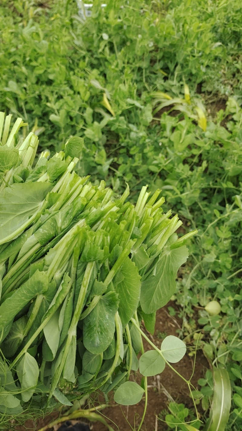 头茬豌豆尖