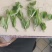头茬豌豆尖