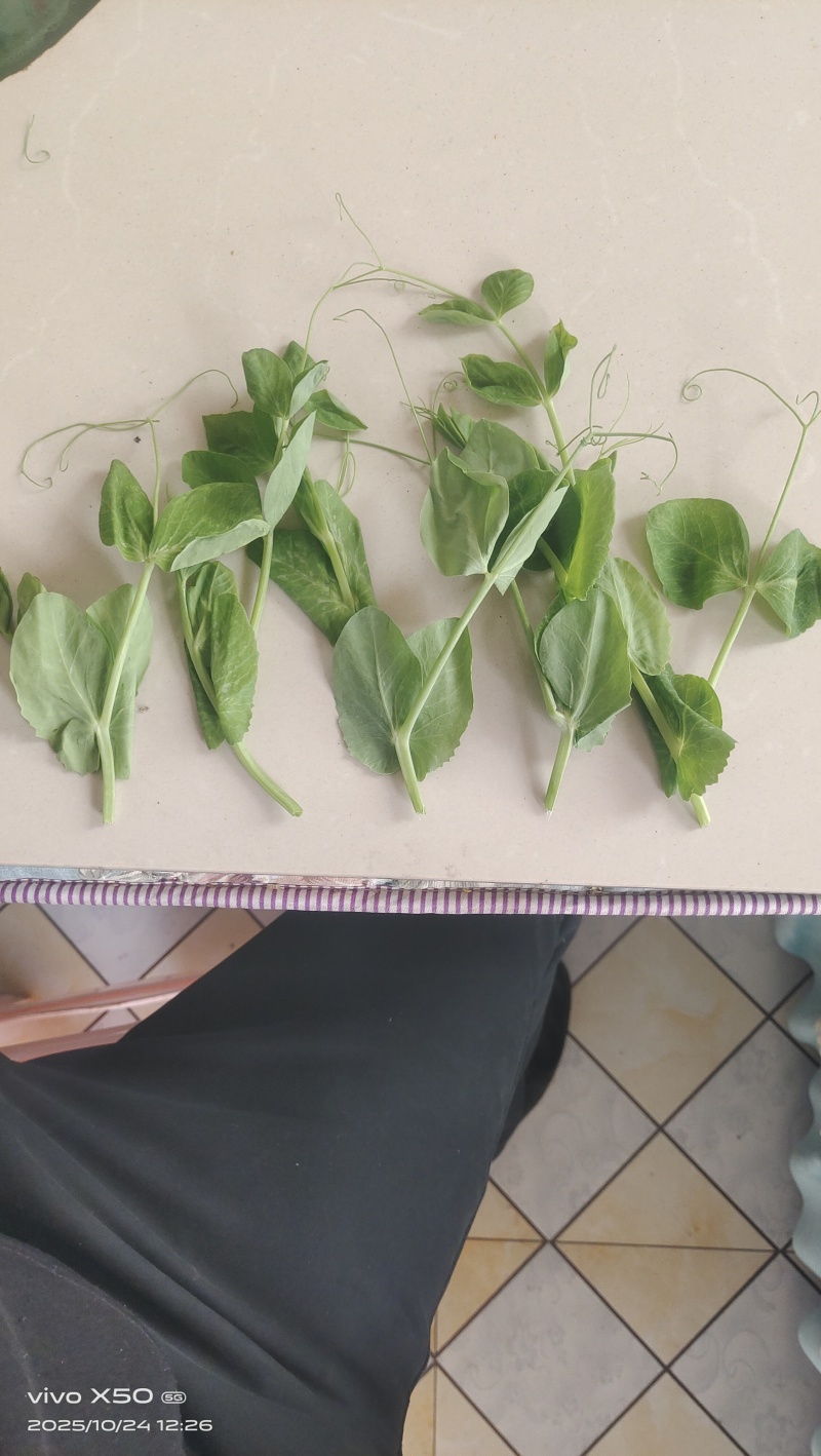 头茬豌豆尖