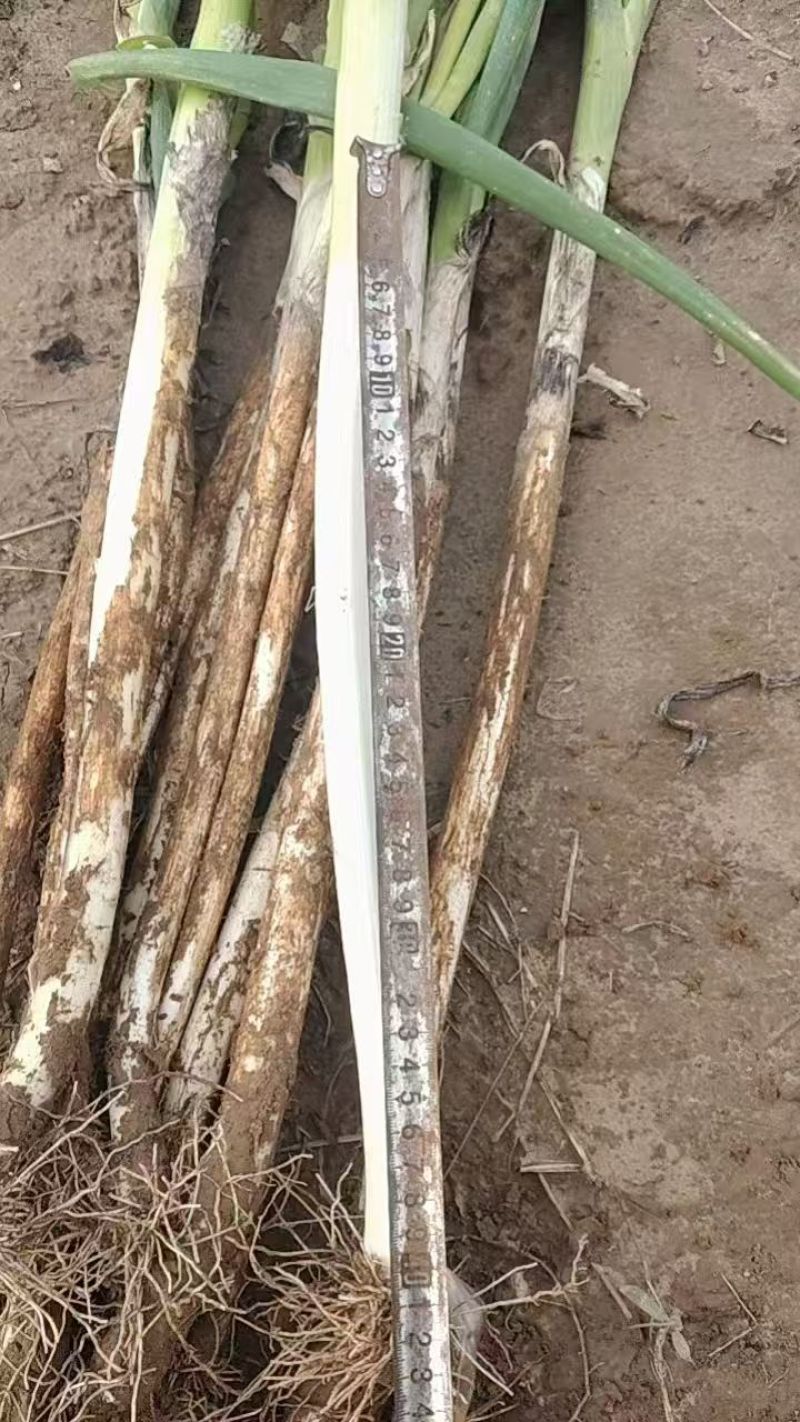 长白大葱