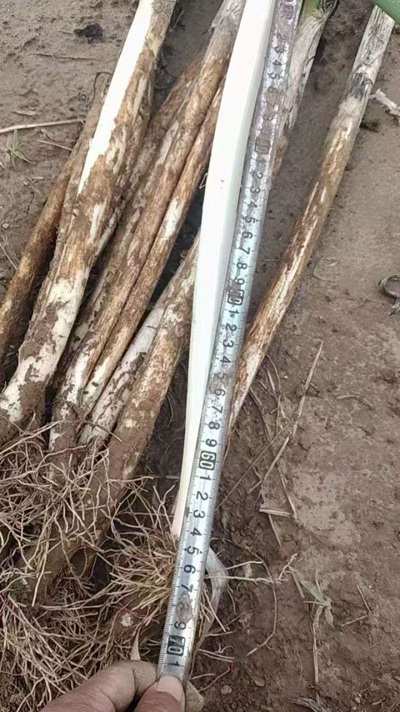 长白大葱