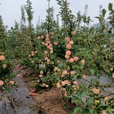 青森水蜜桃苹果，水蜜桃冬日恋人苹果。还有现货2万斤。不含运费