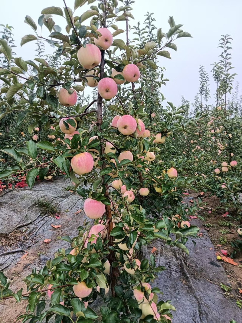 青森水蜜桃苹果，水蜜桃冬日恋人苹果。还有现货2万斤。不含运费