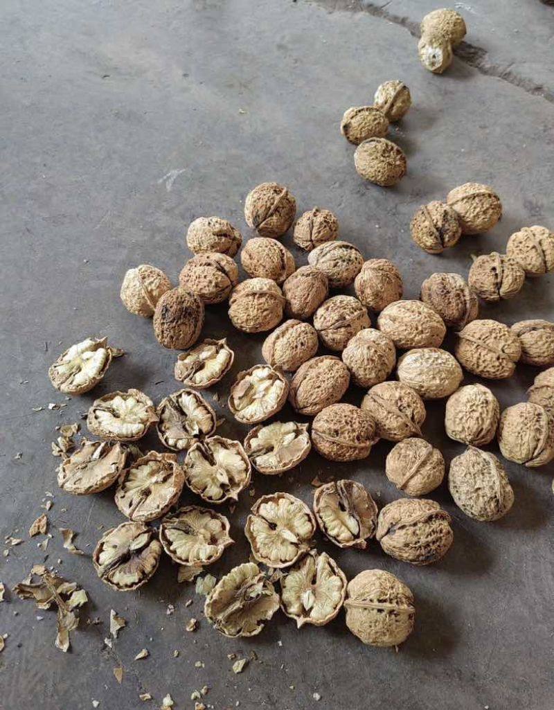 云南高山核桃纸皮