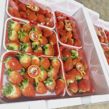 云南草莓产地直发粉玉，黔莓