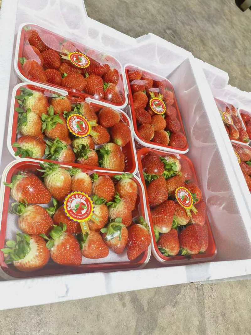 云南草莓产地直发粉玉，黔莓
