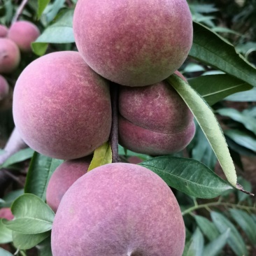 全红蜜冬桃
