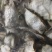 佛手柑干片