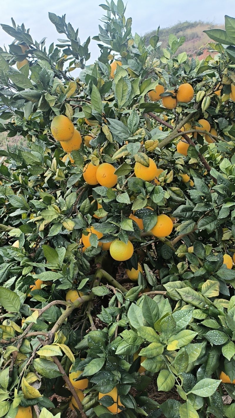 赣南脐橙