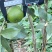 脆蜜金桔