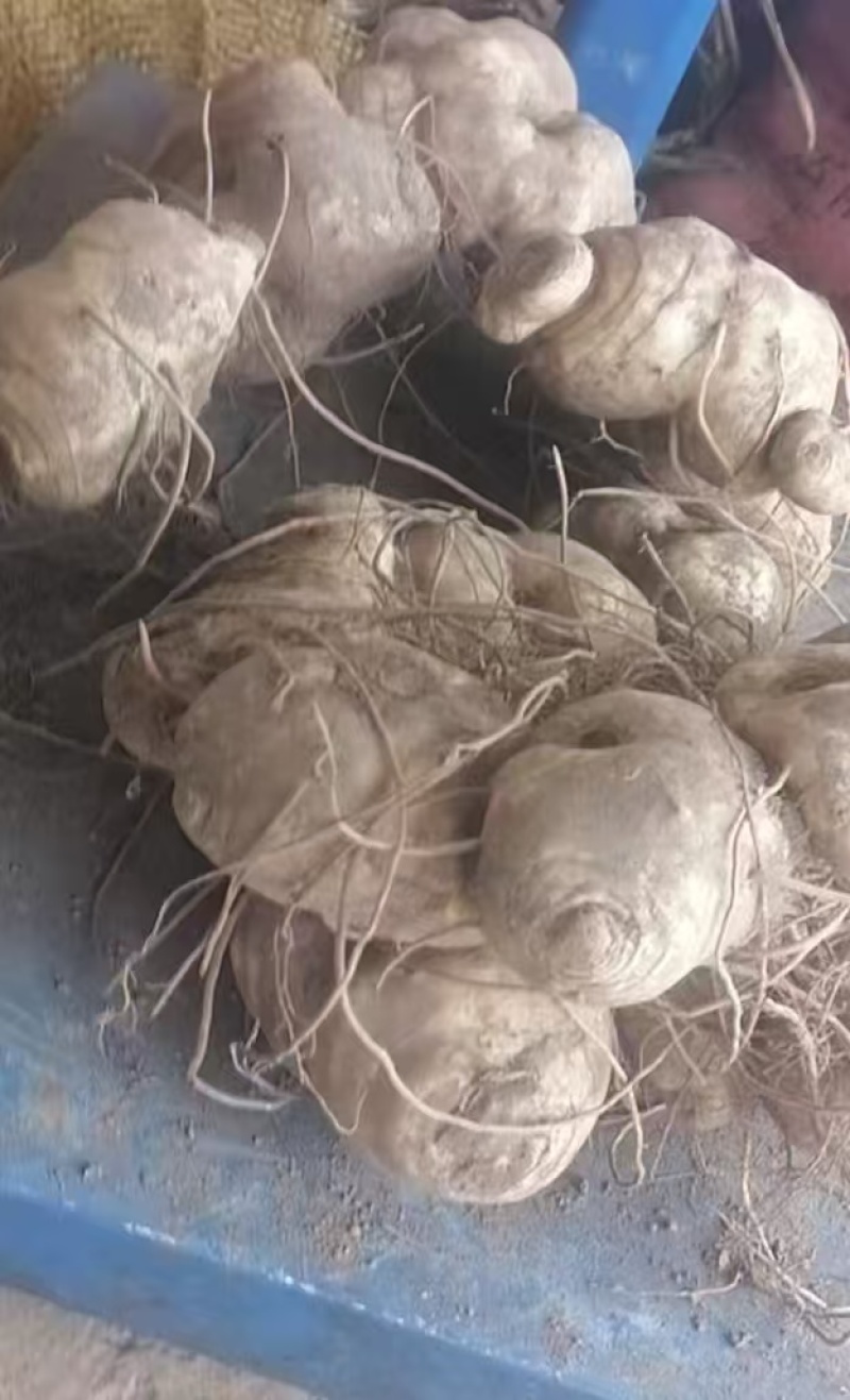 黄精，个类品种