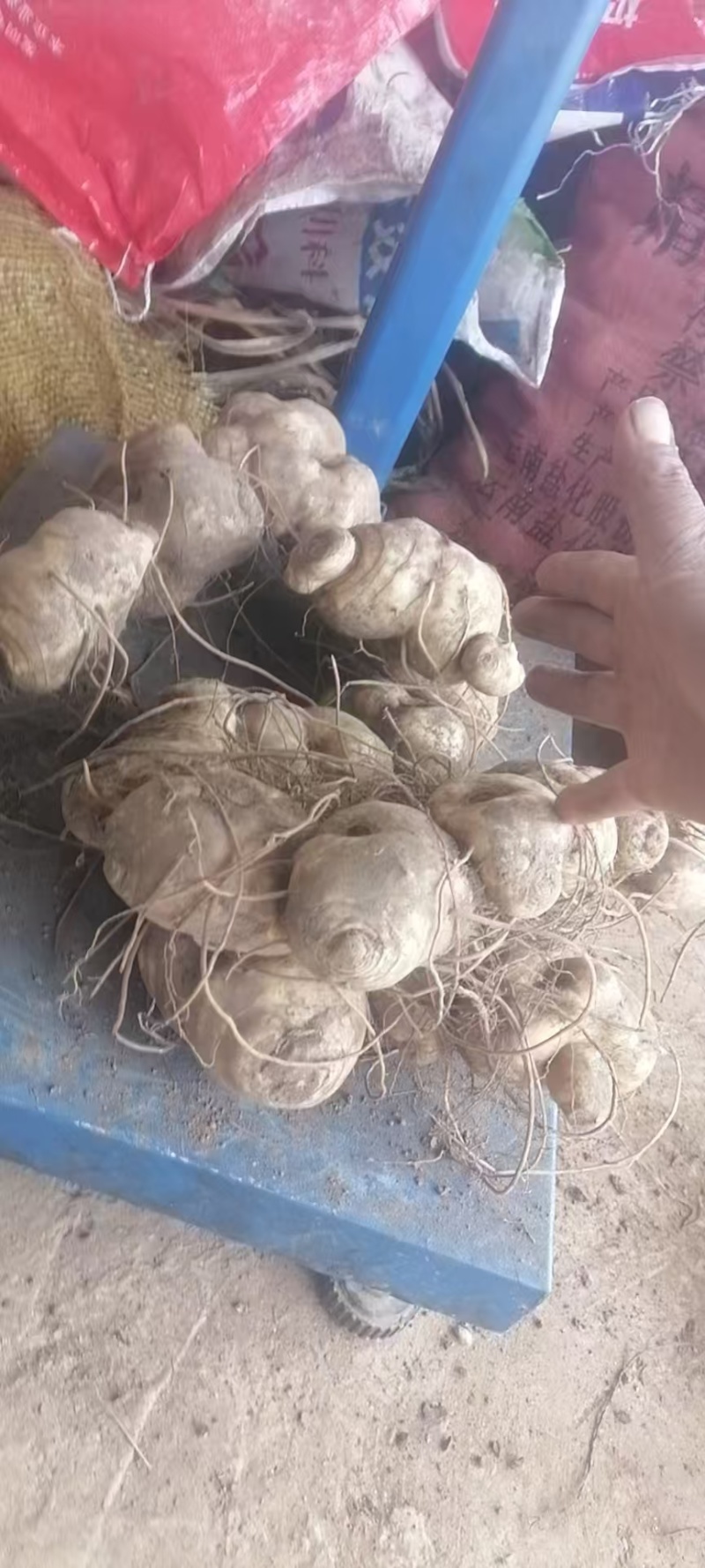 黄精，个类品种