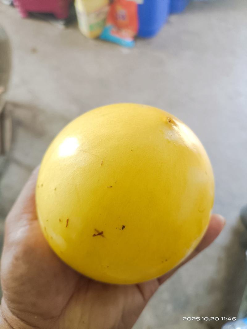 西双版纳黄晶果
