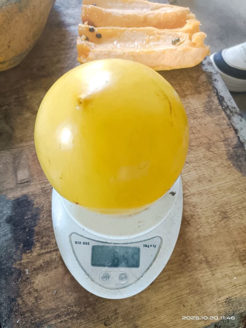 西双版纳黄晶果