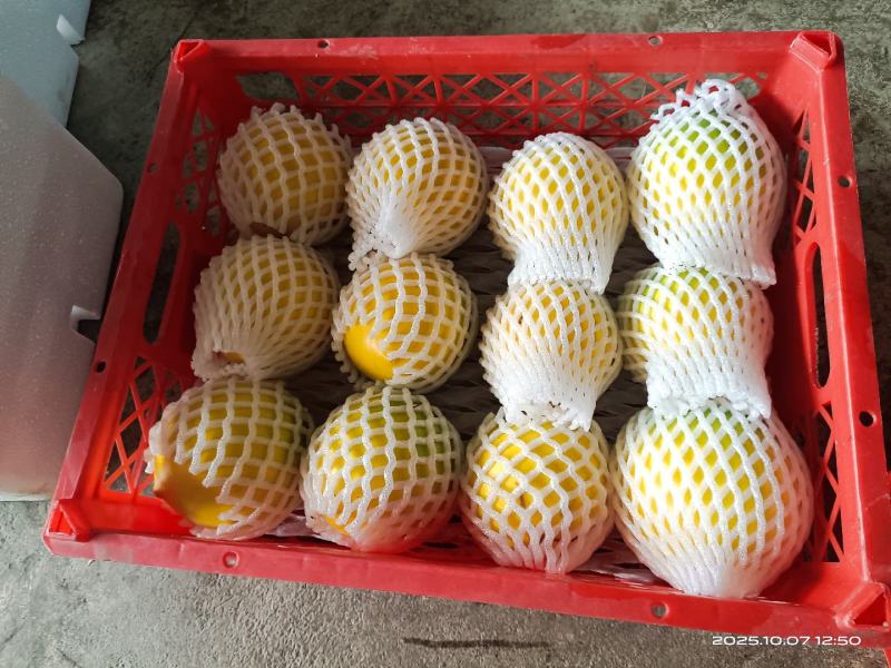 西双版纳黄晶果