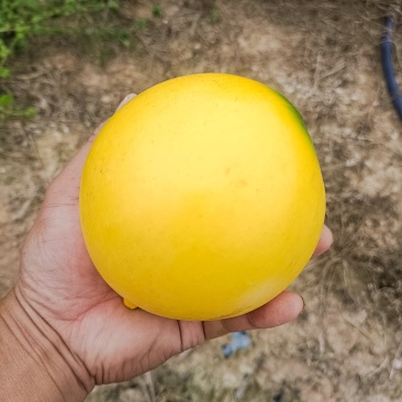 西双版纳黄晶果